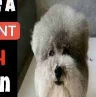No Dog